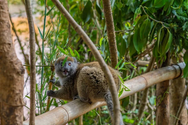 Arany Bambusz Maki Közelről Egy Felforrósodott Veszélyeztetett Bambusz Maki Madagaszkárról — Stock Fotó