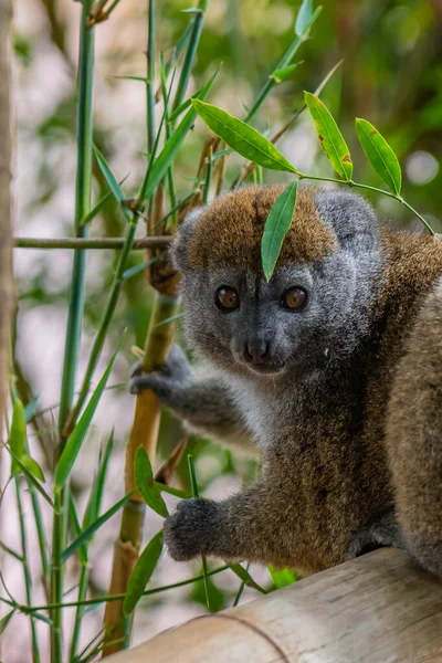 Golden Bamboo Lemur Close Wold Endangered Bamboo Lemur Madagascar Vertical — Stock Photo, Image