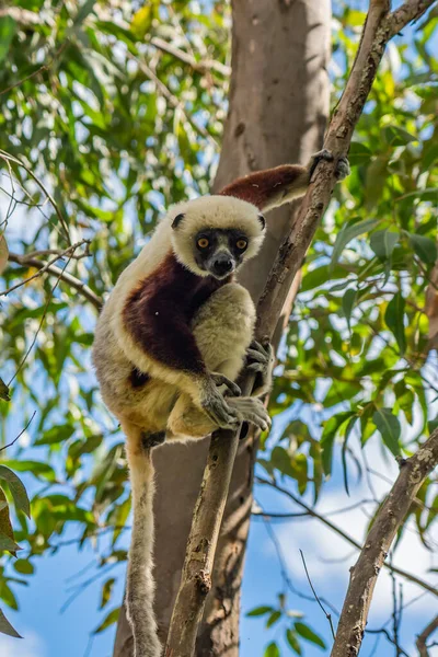 Egy Sifaka Lemur Egy Fán Andasibe Esőerdejében Madagaszkár Szigetén — Stock Fotó