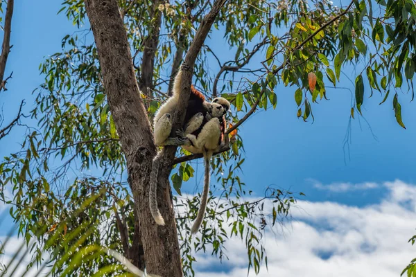 Due Sifaka Nel Suo Ambiente Naturale Nella Foresta Pluviale Andasibe — Foto Stock