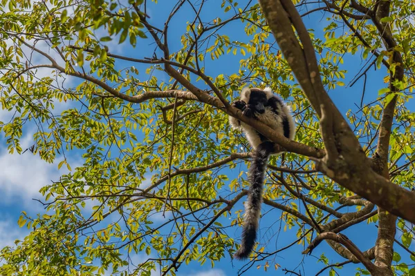 Lemur Lemure Bianco Nero Tra Gli Alberi Natura Parco Nazionale — Foto Stock