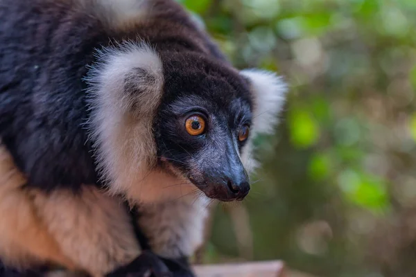 Lemur Lêmure Ruffed Preto Branco Close Natureza Parque Nacional Andasibe — Fotografia de Stock