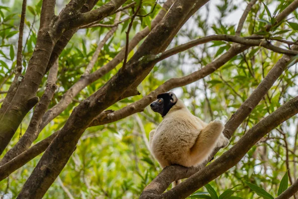 Diademed Sifaka Maga Természetes Környezetében Andasibi Esőerdő Egyik Ágán Madagaszkáron — Stock Fotó