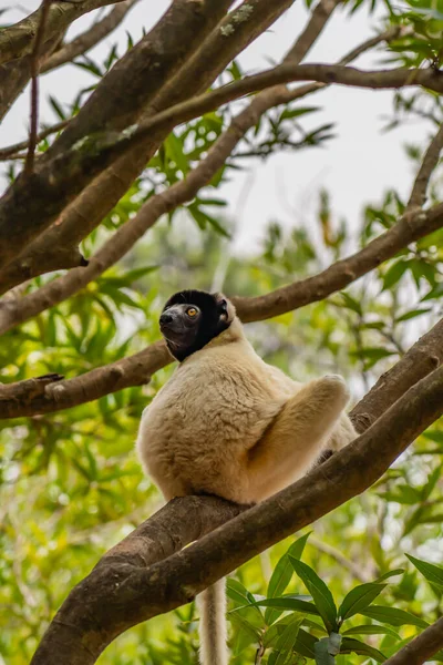 Diademed Sifaka Természetes Környezetben Egy Ágon Esőerdőben Andasibe Madagaszkár Függőleges — Stock Fotó