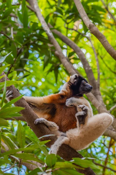 Diademed Sifaka Entorno Natural Una Rama Selva Andasibe Madagascar — Foto de Stock