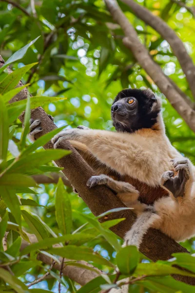 Diademed Sifaka Seiner Natürlichen Umgebung Regenwald Von Andasibe Auf Der — Stockfoto