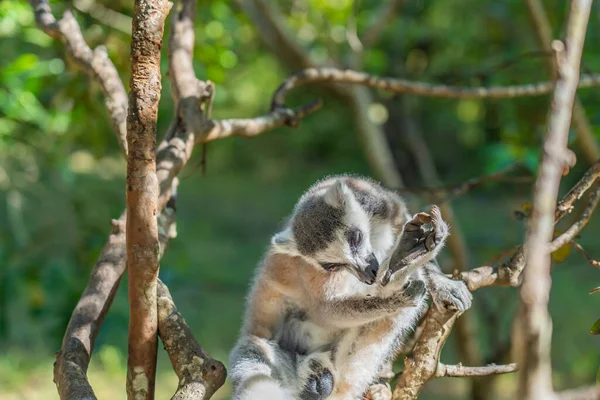 Primer Plano Lemur Cola Anillada Lemur Catta Parque Nacional Madagascar — Foto de Stock
