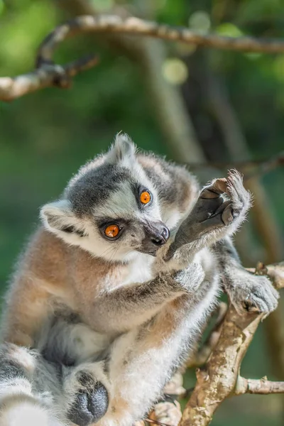 Close Van Een Ringstaartmaki Catta Maki Een Nationaal Park Madagaskar — Stockfoto