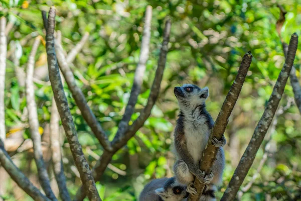 Egy Gyűrűsfarkú Lemur Vagy Catta Lemur Egy Madagaszkári Ágon — Stock Fotó