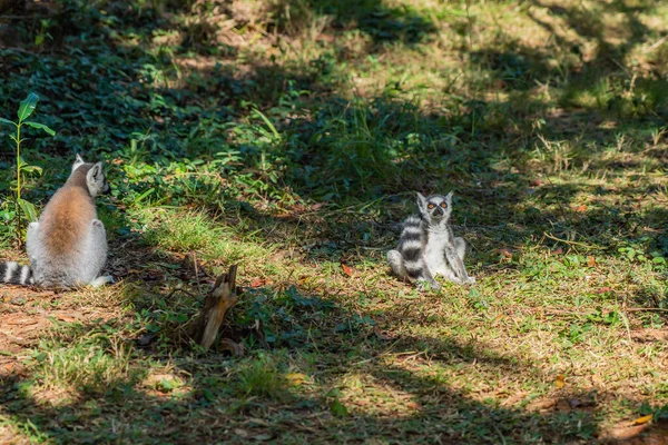 Lémuriens Queue Cerclée Catta Lémuriens Assis Soleil Dans Parc National — Photo