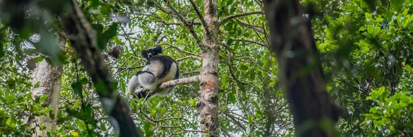 Indri Lemure Endemico Seduto Tra Gli Alberi Loro Habitat Naturale — Foto Stock