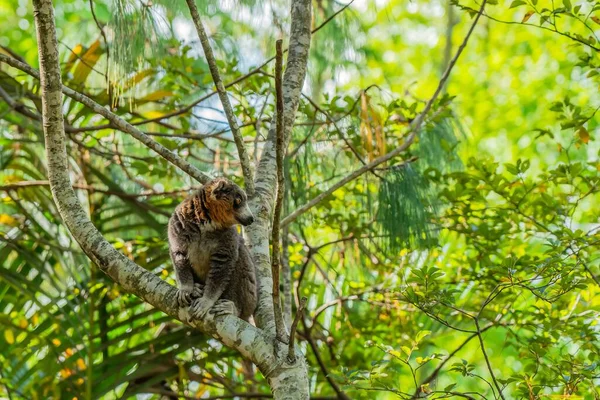 Maki Marrone Lemur Tra Gli Alberi Del Parco Nazionale Andasibe — Foto Stock