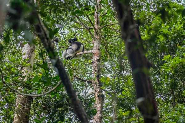 Indri Lemure Endemico Seduto Tra Gli Alberi Loro Habitat Naturale — Foto Stock