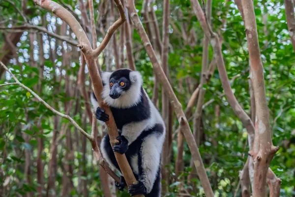 Lémure Lémure Preto Branco Árvores Natureza Parque Nacional Andasibe Madagáscar — Fotografia de Stock