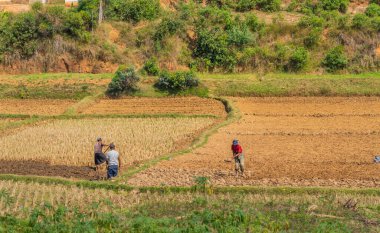Madagaskar 'ın panoramik manzarası. Andasibe yolunda tarlalar ve çiftçiler çalışıyor.