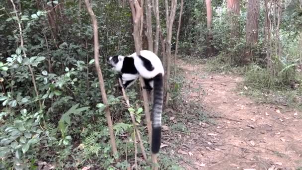 Maki Zwart Wit Ruffed Maki Bomen Natuur Nationaal Park Andasibe — Stockvideo