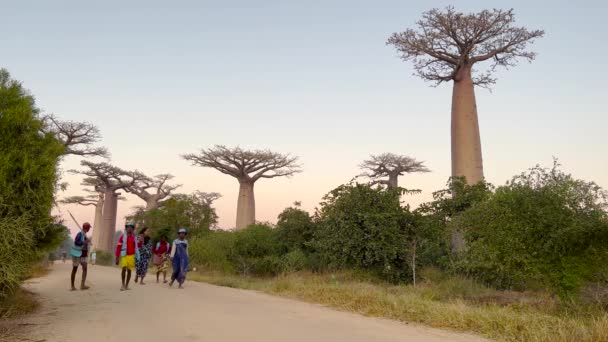Морондава Мадагаскар Мая 2023 Года Малагасийцы Идут Проспекту Аллеей Деревьев — стоковое видео