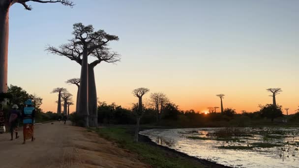 Morondava Madagaskar Mayıs 2023 Baobab Ağaçlarının Geçtiği Caddede Yürüyen Insanlar — Stok video