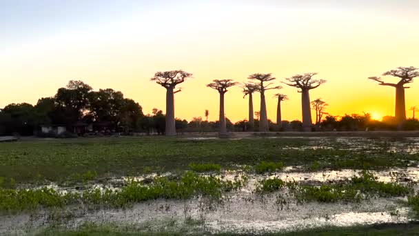 Camera Pans Waterlily Lake Avenue Baobab Trees Alley Morondava Sunrise — Stock Video