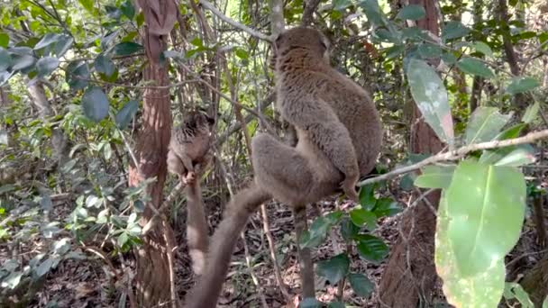 Portrait Maki Brun Lémurien Gros Plan Lémurien Dans Forêt Madagascar — Video
