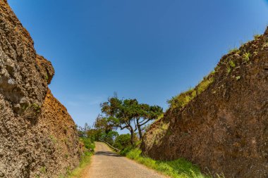 Volkanik dağlarda yol, Santo Antao Adası, Cape Verde 'de ağaç var.