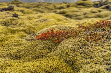 Güney İzlanda 'nın güzel yosunları Eldhraun' daki lav akışını kapladı.