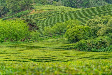 Portekiz, Azores 'deki Cha Gorreana çay tarlasında çalı çırpı hatları bükülüyor.