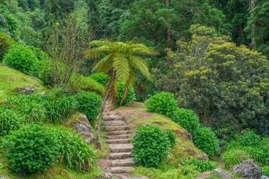 Parque Natural da Ribeira dos Caldeiroes, Sao Miguel, Azores, Portekiz 'de bir palmiye ağacıyla yürüyorum.