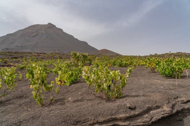 Pico do Fogo 'dan Lava Tarlası' na kadar uzanan şarap fabrikaları Cha das Caldeiras kasabası, Cape Verde, Fogo Adası.