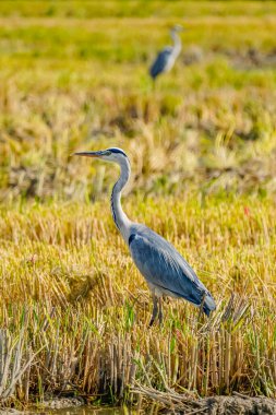 Katalunya, İspanya 'daki Delta de Ebro nehrinde hasattan sonra pirinç tarlasında bir balıkçıl.