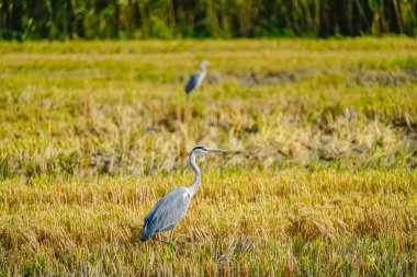 A Grey Heron on a rice field after harvest at the delta de Ebro river in Catalunya, Spain clipart