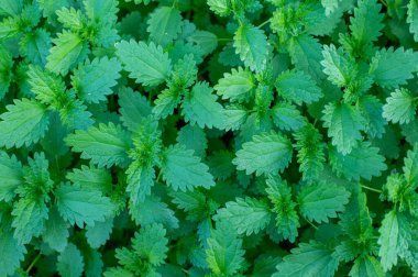 the stinging nettle plant, close up