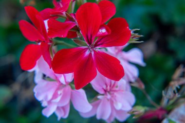 beautiful red flower on the green background