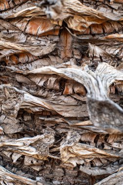 Macro shot of a dry bark