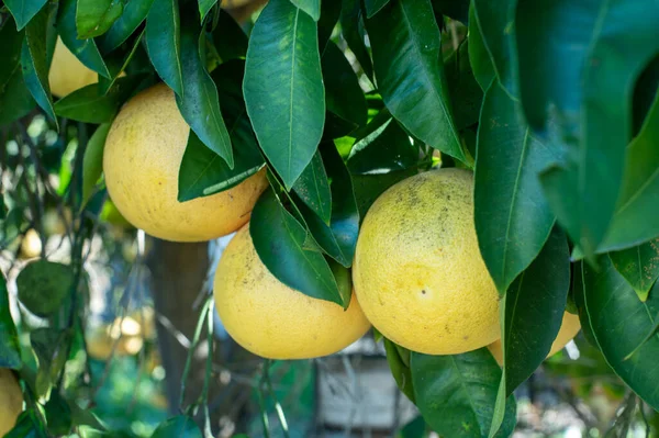 Group of grapefruits on a tree