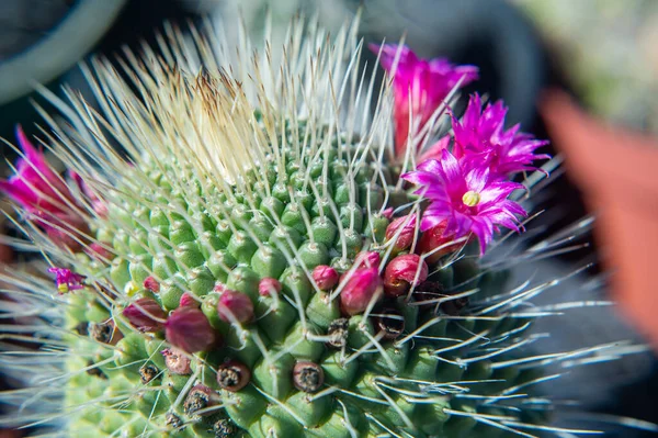 close up of cactus in desert.