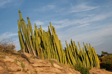 Tepede bir grup kaktüs.