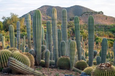 Tepede bir grup kaktüs.