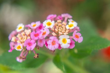 Çok renkli bir çiçeğe yakın plan