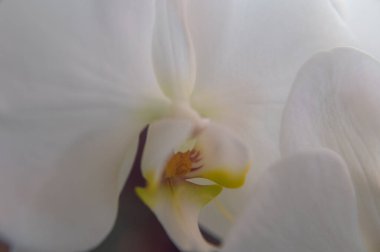 Beyaz Orkide Çiçeğinin Yakın Çekimi