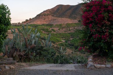 Dağın manzarası ve çiçek açan ağaçlar.