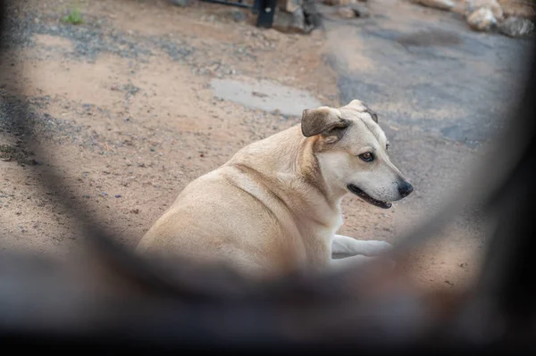 Ein Hund Auf Einem Hinterhof — Stockfoto