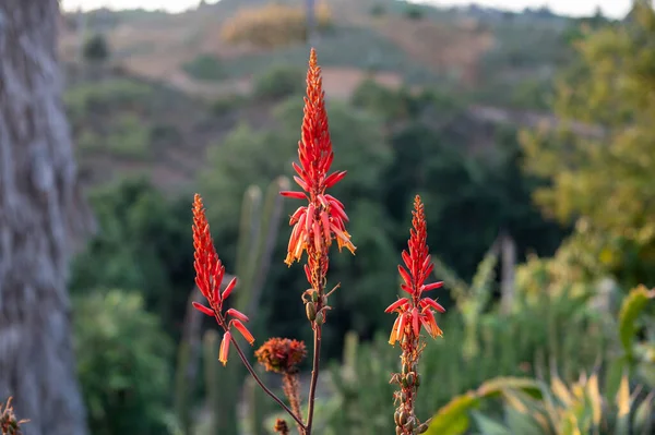 Zbliżenie Czerwonych Kwiatów Aloesu — Zdjęcie stockowe