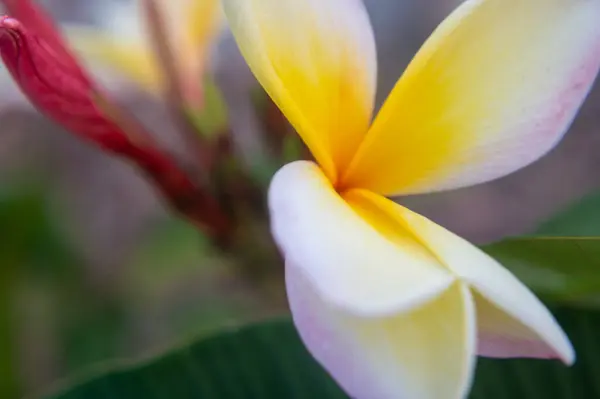 Detailní Záběr Žlutý Květ Kytici — Stock fotografie