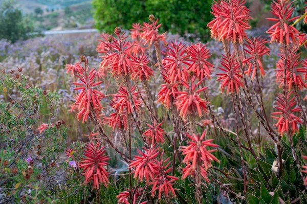 Κόκκινα Λουλούδια Αλόης Στον Κήπο — Φωτογραφία Αρχείου