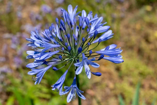 stock image Close-up of a blue tropical flower