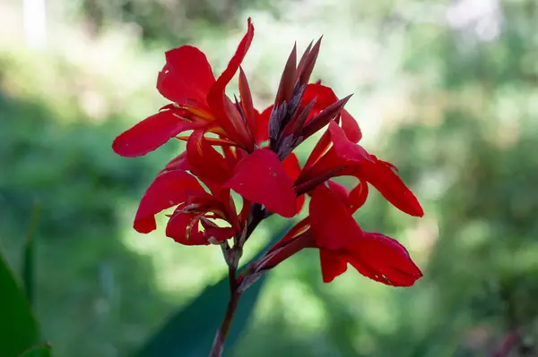 Zbliżenie Czerwonego Kwiatu — Zdjęcie stockowe