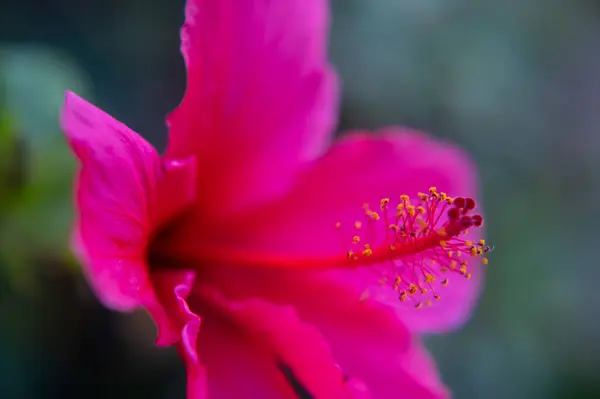 Red Hibiscus Flower Close — Stock Photo, Image