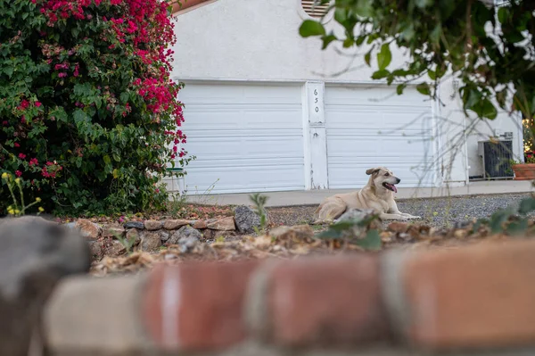Hond Rustend Een Parkeerplaats — Stockfoto