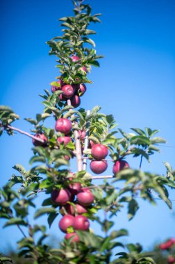 Kırmızı elma ağacına yakın.